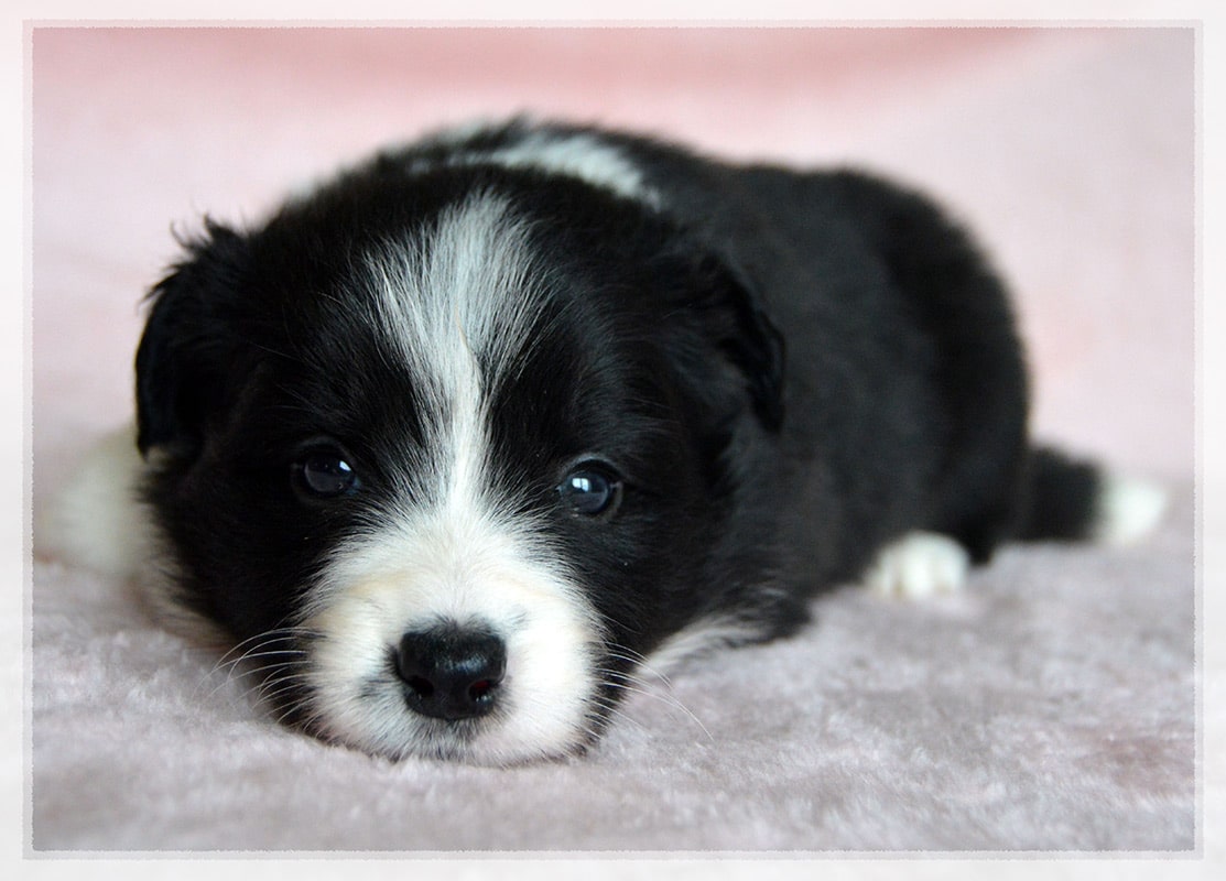 cachorro pastor australiano australian shepherd puppy gardelcan